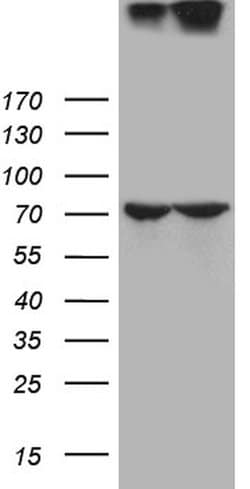 NUP210 Mouse anti-Human, Clone: OTI7G1, liquid, TrueMAB 100 &mu;L; Unconjugated:Antibodies,