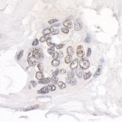 NUP214 Rabbit anti-Human, Polyclonal, Bethyl Laboratories 100 &mu;L; Unconjugated:Antibodies,