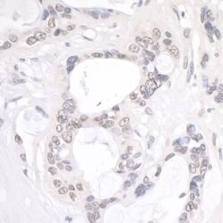 NUP214 Rabbit anti-Human, Polyclonal, Bethyl Laboratories 100 &mu;L; Unconjugated:Antibodies,