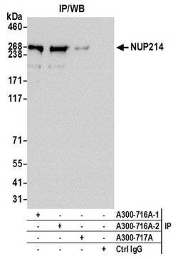 NUP214 Rabbit anti-Human, Polyclonal, Bethyl Laboratories 100 &mu;L; Unconjugated:Antibodies,