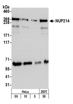 NUP214 Rabbit anti-Human, Polyclonal, Bethyl Laboratories 100 &mu;L; Unconjugated:Antibodies,