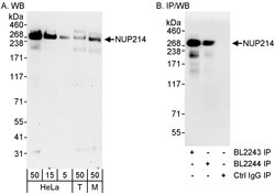 NUP214 Rabbit anti-Human, Mouse, Polyclonal, Bethyl Laboratories 100 &mu;L;
