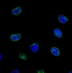 NUP214 Polyclonal Antibody, Bethyl Laboratories 100 &mu;L; Unconjugated:Antibodies,