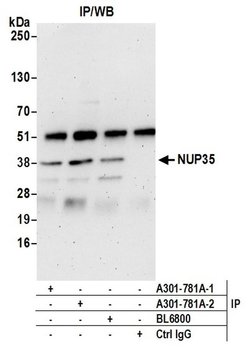 NUP35 Rabbit anti-Human, Mouse, Polyclonal, Bethyl Laboratories 100 &mu;L;