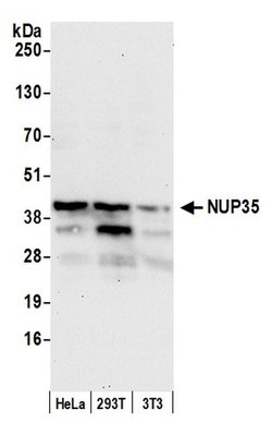 NUP35 Rabbit anti-Human, Mouse, Polyclonal, Bethyl Laboratories 100 &mu;L;