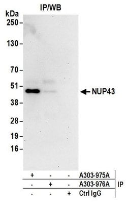 NUP43 Rabbit anti-Human, Polyclonal, Bethyl Laboratories 100 &mu;L; Unconjugated:Antibodies,