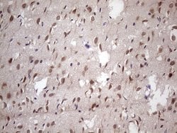 NUP43 Mouse anti-Human, Clone: OTI7G10, lyophilized, TrueMAB 100 &mu;g;