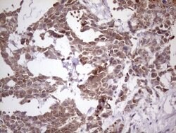 NUP43 Mouse anti-Human, Clone: OTI7G10, lyophilized, TrueMAB 100 &mu;g;