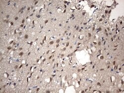NUP43 Monoclonal Antibody (OTI6F8), TrueMAB , OriGene 100 &mu;L; Unconjugated:Antibodies,