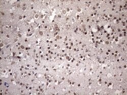 NUP43 Monoclonal Antibody (OTI6F8), TrueMAB , OriGene 100 &mu;L; Unconjugated:Antibodies,