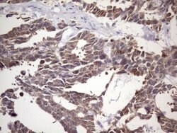 NUP43 Monoclonal Antibody (OTI6F8), TrueMAB , OriGene 100 &mu;L; Unconjugated:Antibodies,
