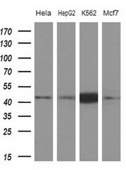 NUP43 Monoclonal Antibody (OTI7G8), TrueMAB , OriGene 100 &mu;L; Unconjugated:Antibodies,