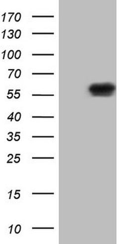 NUP43 Mouse anti-Human, Clone: OTI7G10, lyophilized, TrueMAB 100 &mu;g;