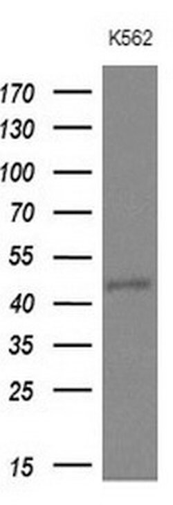 NUP43 Mouse anti-Human, Clone: OTI7E5, lyophilized, TrueMAB 100 &mu;g;