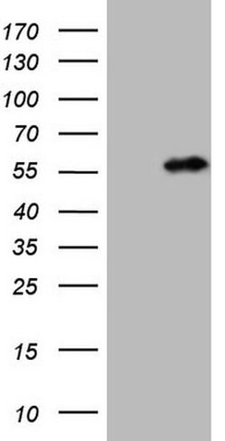 NUP43 Monoclonal Antibody (OTI6F8), TrueMAB , OriGene 100 &mu;L; Unconjugated:Antibodies,
