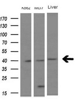 NUP43 Monoclonal Antibody (OTI6E11), TrueMAB , OriGene 100 &mu;L; Unconjugated:Antibodies,