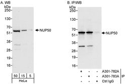 NUP50 Rabbit anti-Human, Mouse, Polyclonal, Bethyl Laboratories 100 &mu;L;
