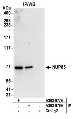 NUP85 Rabbit anti-Human, Mouse, Polyclonal, Bethyl Laboratories 100 &mu;L;