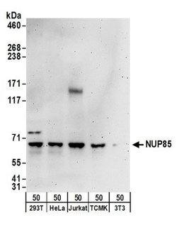 NUP85 Rabbit anti-Human, Mouse, Polyclonal, Bethyl Laboratories 100 &mu;L;