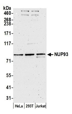 NUP93 Polyclonal Antibody, Bethyl Laboratories 20 &mu;L; Unconjugated:Antibodies,