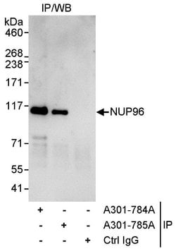 NUP96 Rabbit anti-Human, Polyclonal, Bethyl Laboratories 10 &mu;L; Unconjugated:Antibodies,