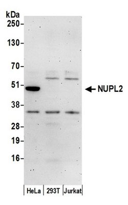 NUPL2 Rabbit anti-Human, Polyclonal, Bethyl Laboratories 100 &mu;L | Buy Online | Bethyl Laboratories, Inc | Fisher Scientific