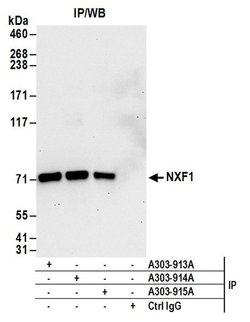 NXF1 Rabbit anti-Human, Polyclonal, Bethyl Laboratories 100 &mu;L; Unconjugated:Antibodies,