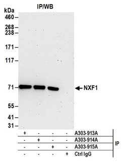 NXF1 Rabbit anti-Human, Mouse, Polyclonal, Bethyl Laboratories 100 &mu;l;