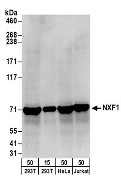 NXF1 Rabbit anti-Human, Polyclonal, Bethyl Laboratories 100 &mu;L; Unconjugated:Antibodies,