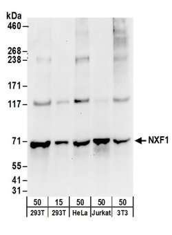 NXF1 Rabbit anti-Human, Mouse, Polyclonal, Bethyl Laboratories 100 &mu;l;