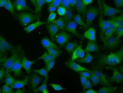 NXNL2 Monoclonal Antibody (OTI2B11), TrueMAB , OriGene 100 &mu;L; Unconjugated:Antibodies,