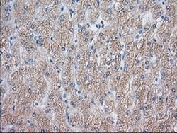 NXNL2 Monoclonal Antibody (OTI1C3), TrueMAB , OriGene 100 &mu;L; Unconjugated:Antibodies,