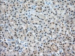 NXNL2 Monoclonal Antibody (OTI2B11), TrueMAB , OriGene 100 &mu;L; Unconjugated:Antibodies,