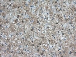 NXNL2 Monoclonal Antibody (OTI2B11), TrueMAB , OriGene 100 &mu;L; Unconjugated:Antibodies,