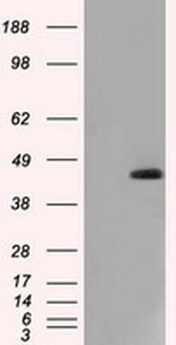 NXNL2 Monoclonal Antibody (OTI1C3), TrueMAB , OriGene 100 &mu;L; Unconjugated:Antibodies,