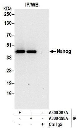 og Rabbit anti-Mouse, Polyclonal, Bethyl Laboratories 100 &mu;L; Unconjugated:Antibodies,