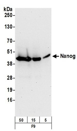 og Rabbit anti-Mouse, Polyclonal, Bethyl Laboratories 100 &mu;L; Unconjugated:Antibodies,