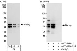 og Rabbit anti-Mouse, Polyclonal, Bethyl Laboratories 100 &mu;L; Unconjugated:Antibodies,