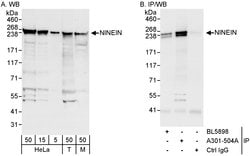 Ninein Rabbit anti-Human, Mouse, Polyclonal, Bethyl Laboratories 100 &mu;L;