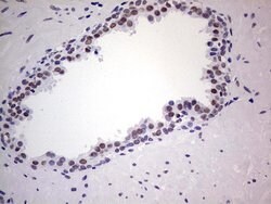 NKX3.1 Monoclonal Antibody (OTI6D1), TrueMAB , OriGene 100 &mu;L; Unconjugated:Antibodies,