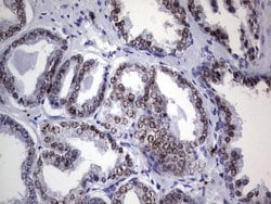 NKX3.1 Monoclonal Antibody (OTI1B9), TrueMAB , OriGene:Antibodies:Primary
