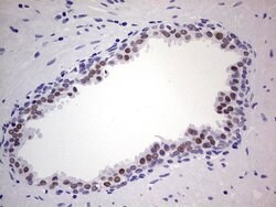 Nkx3.1 Mouse anti-Human, Clone: OTI2D2, lyophilized, TrueMAB 100 &mu;g;