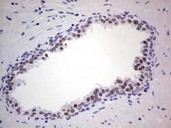 NKX3.1 Monoclonal Antibody (OTI2D2), TrueMAB , OriGene 100 &mu;L; Unconjugated:Antibodies,