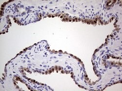 NKX3.1 Monoclonal Antibody (OTI6E7), TrueMAB , OriGene 100 &mu;L; Unconjugated:Antibodies,