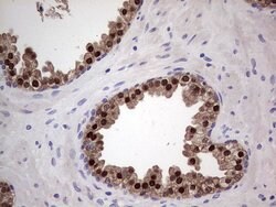 NKX3.1 Monoclonal Antibody (OTI6E7), TrueMAB , OriGene 100 &mu;L; Unconjugated:Antibodies,