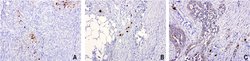 Nkx3.1 Mouse anti-Human, Clone: UMAB195, liquid, UltraMAB 100 &mu;L; Unconjugated:Antibodies,