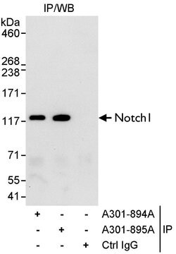 Notch1 Rabbit anti-Human, Polyclonal, Bethyl Laboratories 10 &mu;L; Unconjugated:Antibodies,