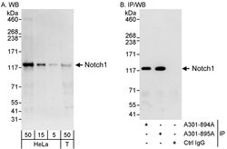 Notch1 Rabbit anti-Human, Polyclonal, Bethyl Laboratories 100 &mu;L; Unconjugated:Antibodies,