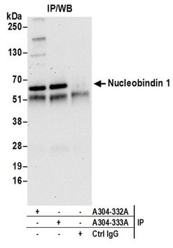 Nucleobindin 1/NUCB1 Rabbit anti-Human, Polyclonal, Bethyl Laboratories 100 &mu;L | Buy Online | Bethyl Laboratories, Inc | Fisher Scientific