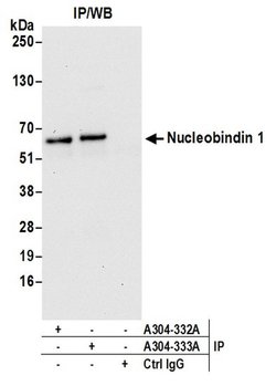 Nucleobindin 1/NUCB1 Rabbit anti-Human, Polyclonal, Bethyl Laboratories